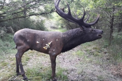 WhatsApp_Image_2018-05-27_at_15.33.13